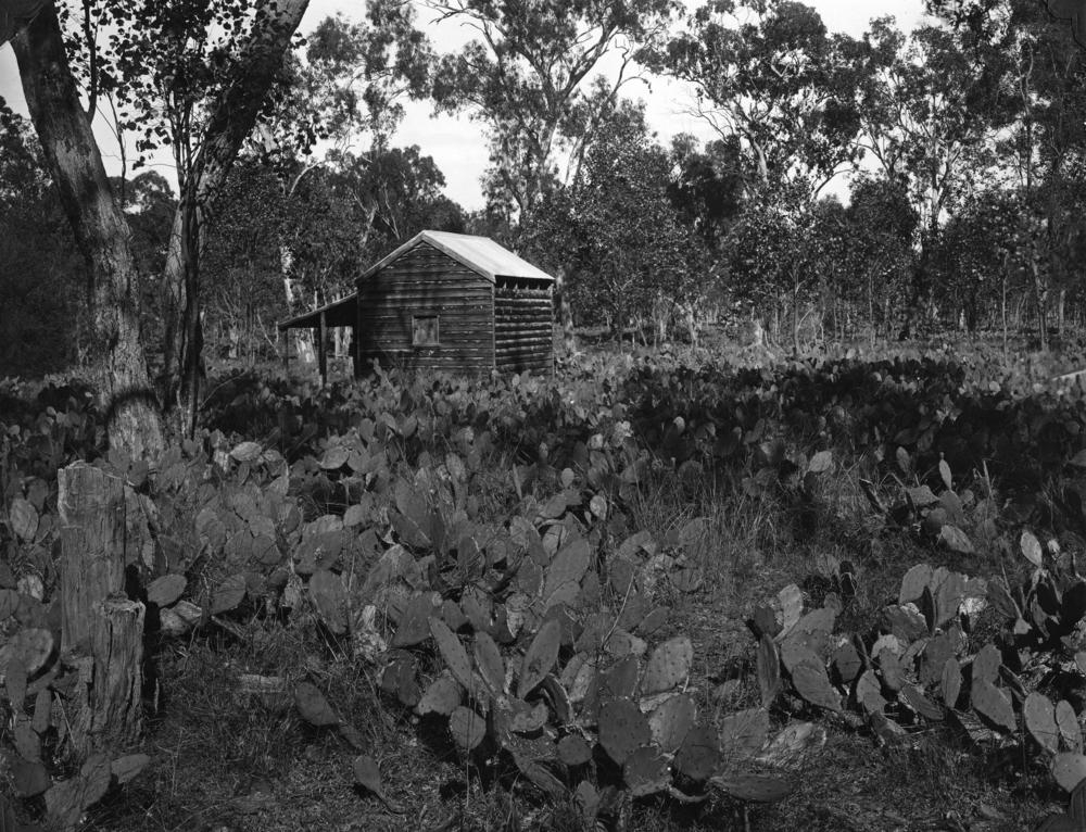 Black and white photograph of hundreds of cacti surrounding a wooden structure