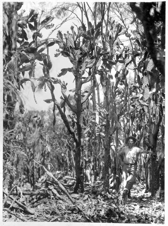 A black and white photograph of a man in a wide brimmed hat leans against enormous cacti that tower over him at 3-4x his height